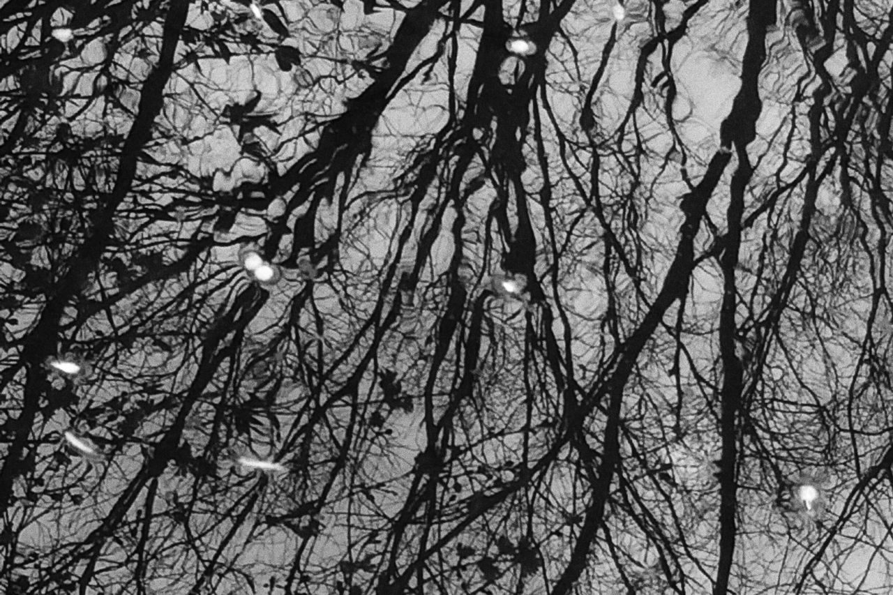 branch, tree, low angle view, bare tree, growth, nature, sky, silhouette, tranquility, twig, beauty in nature, outdoors, no people, tree trunk, day, clear sky, scenics, dusk, backgrounds, full frame