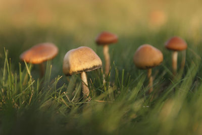 Close-up of mushroom growing on field