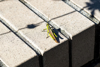 High angle view of insect on footpath