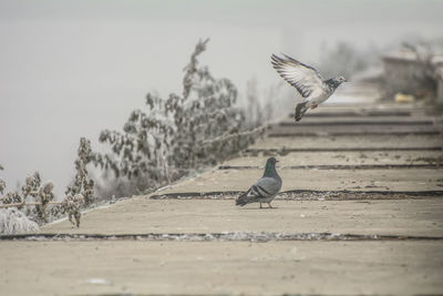 Close-up of seagull flying against sky