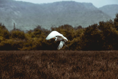 Bird flying over a field