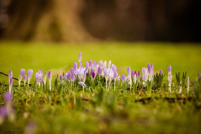 Close-up of purple crocus flowers on field