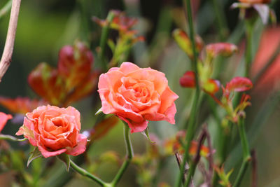 Close-up of pink rose