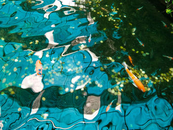 High angle view of fish swimming in pool