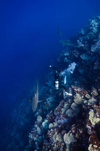 High angle view of scuba diver and sharks swimming underwater