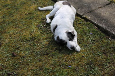 High angle view of dog lying on grass