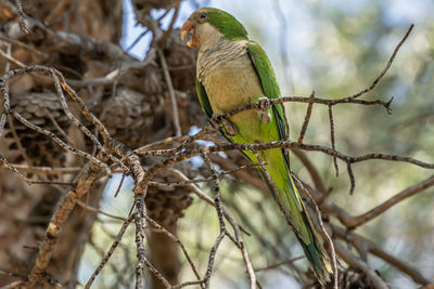 Green parrot. monk parakeet. myiopsitta monachus. quaker parrot 