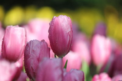 Close-up of pink tulips
