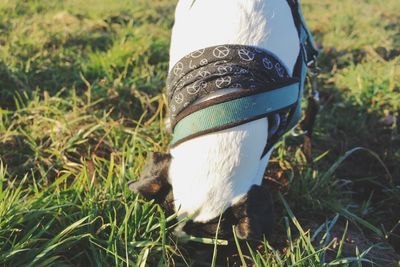 Close-up of a horse on field