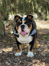 English bulldog puppy 