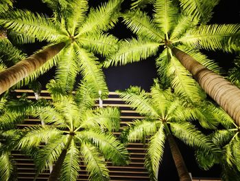 Low angle view of palm trees against sky