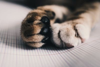 Close-up of cat paw