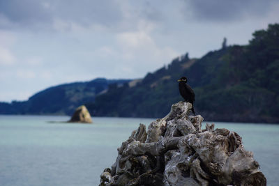 Bird perching on rock by sea against sky