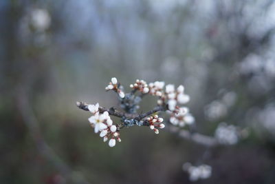 Close-up of white cherry blossom plant