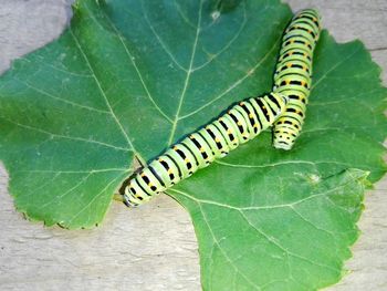 High angle view of insect on leaf