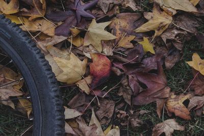 Close-up of dry autumn leaves