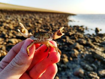 Close-up of hand holding crab on beach