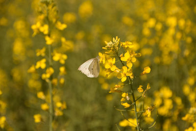 Close-up of yellow flowering plant in field