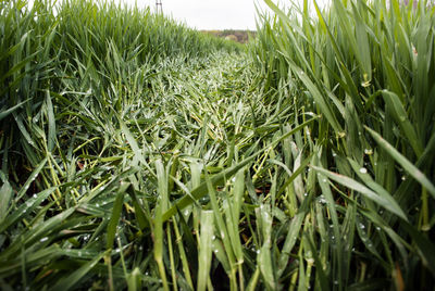 Close-up of crop growing in field