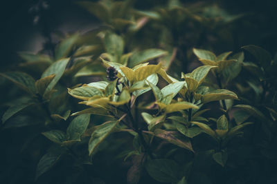 Close-up of insect on plant