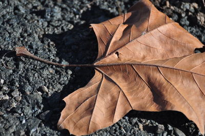 Close-up of dry maple leaf