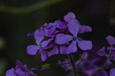 Close-up of purple flowering plant