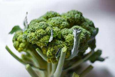 Close-up of fresh green over white background