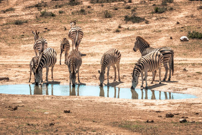 View of zebra drinking water