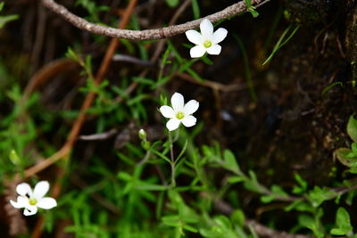 Close-up of white flowering plant