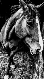 Close-up of horse