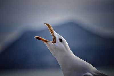 Close-up of white bird