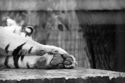 Close-up of horse sleeping on wood