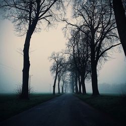 Empty road along trees