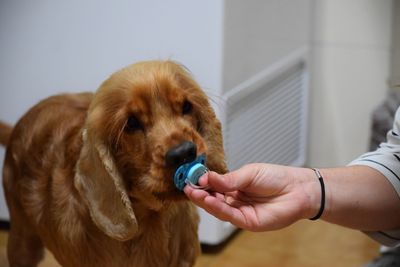 Close-up of hand holding dog