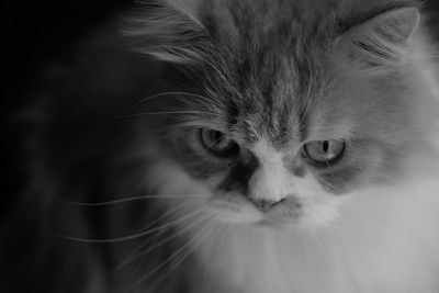 Close-up portrait of cat