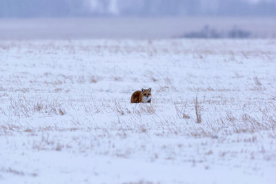 Fox on field in winter