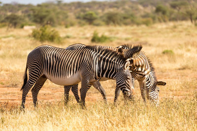 Zebras on a field