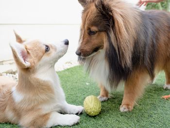 Shetland sheepdog playing with corgi dog puppy in the garden