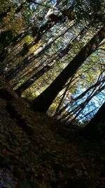 Low angle view of trees in forest