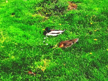 View of bird on grass