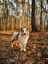 Dog resting on a tree trunk