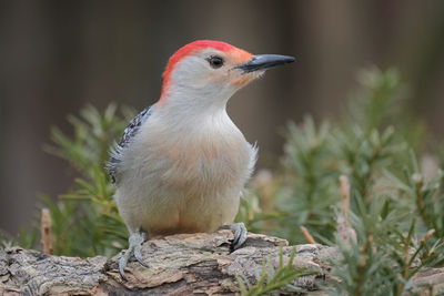 Close-up of a bird perching on rock