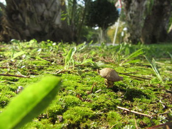 Close-up of lizard on land