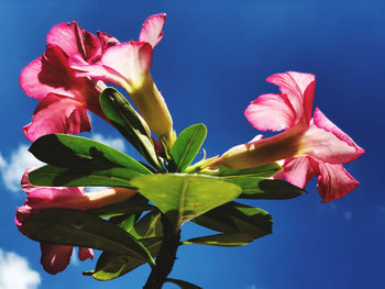 Close-up of pink flowering plant against blue sky