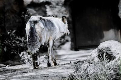 Sheep standing outdoors