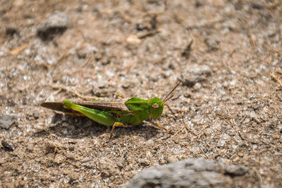 Close-up of insect on leaf