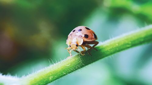 Close-up of insect on leaf