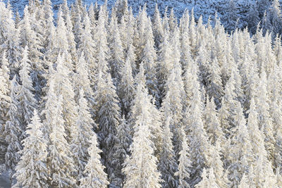 Snow covered pine trees in forest