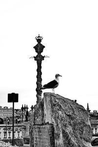 Low angle view of birds perching on wall