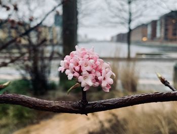 Close-up of pink cherry blossom on tree